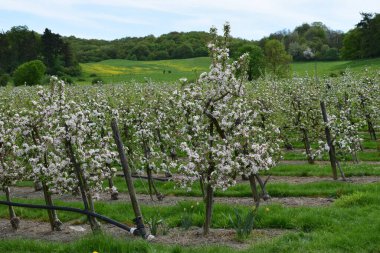 Elma tarlalarının güzel manzarası