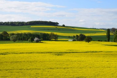 Sarı çiçekli güzel bir manzara.