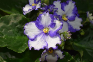 Mor çiçekler kapanıyor.