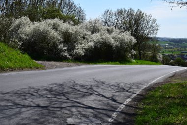 Çiçek açan ağaçlarla dolu köy yolu