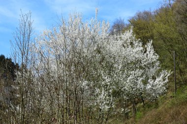 Ağaç dalında güzel beyaz çiçekler