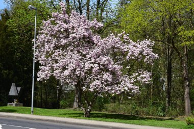 Bahar pembe çiçekli ağaç