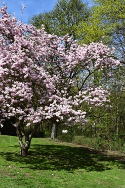 Yeşil yapraklı güzel bahar çiçekleri