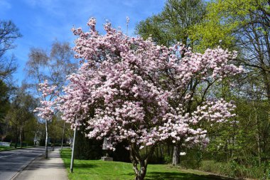 Güzel manolya ağacı, doğa arka planı.