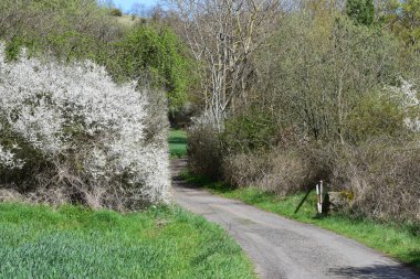 Doğanın güzel manzarası