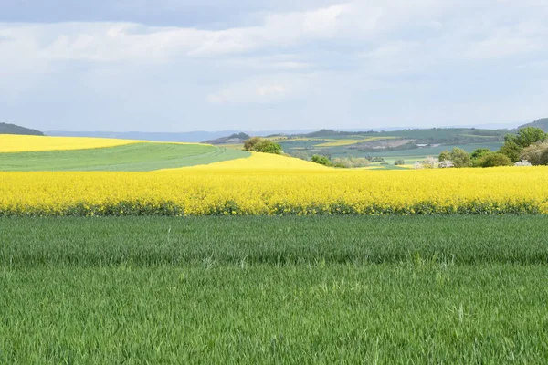 Kırsaldaki güzel sarı kolza tohumu tarlası