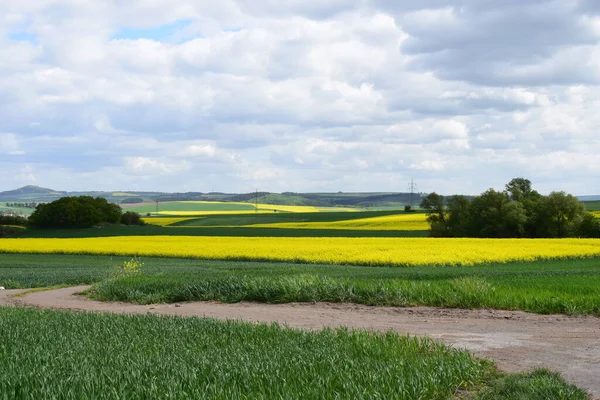 Sarı çiçekli güzel bir manzara.