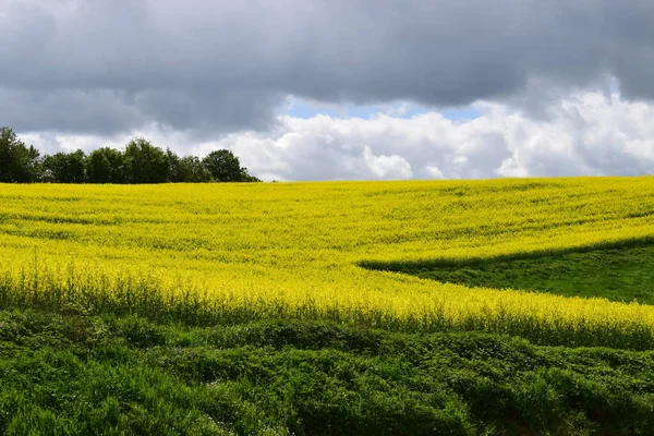 Sarı tecavüz çiçekleri olan yeşil tarla