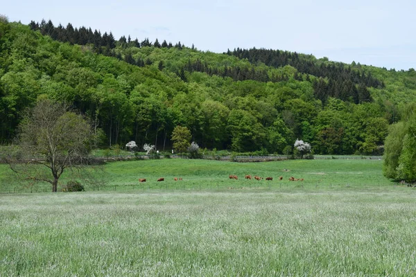 Parkta yeşil çimenler