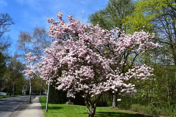 Güzel manolya ağacı, doğa arka planı.