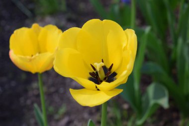 Bahçedeki güzel laleler