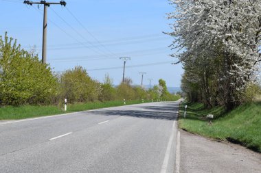 Ağaçları, çiçekleri ve bitkileri olan kırsal yol