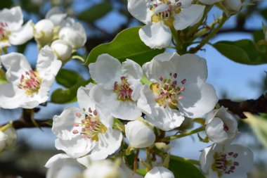 güzel beyaz kiraz çiçekleri