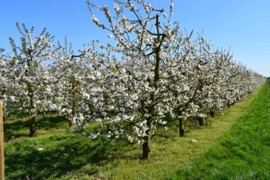 Bahçede bahar çiçekleri
