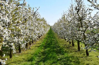 Baharda beyaz kiraz ağaçları