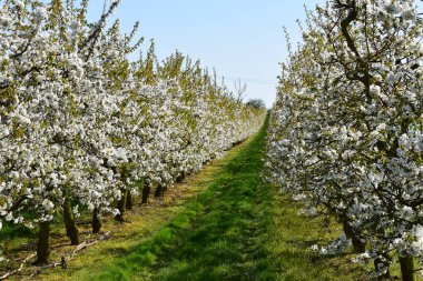 Doğanın güzel manzarası, kiraz ağacı tarlaları