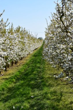 elma bahçesi Hollanda