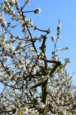 İlkbaharda kiraz çiçeği