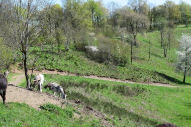 At parkta yürüyor..