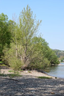 Ren sahilindeki ağaçlar