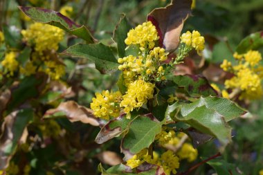 Bahçedeki sarı çiçekler
