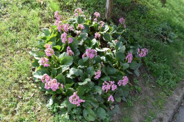 Bahçedeki pembe çiçekler