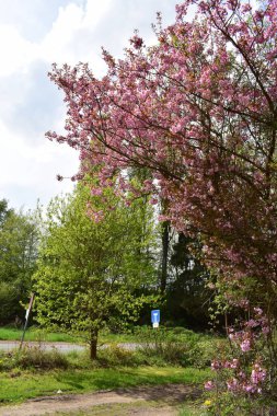 Parkın güzel manzarası