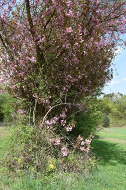 Parktaki güzel pembe çiçekler