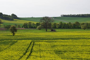 Baharda bir colza tarlası olan manzara