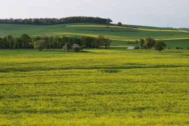 Colza tarlası ve büyük mavi gökyüzü olan güzel bir manzara.