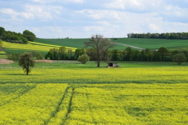 Kolza tohumu, tarım arazisi