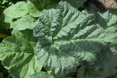 yeşil ravent yaprakları bahçede