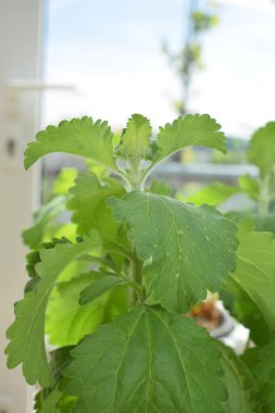 Bahçedeki yeşil bitki.