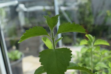 Güzel botanik çekimleri, stevia bitkilerinin doğal duvar kağıtları.