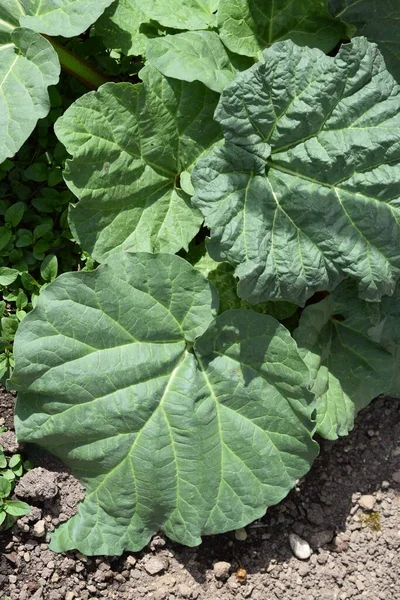 Bahçede büyüyen hubarb