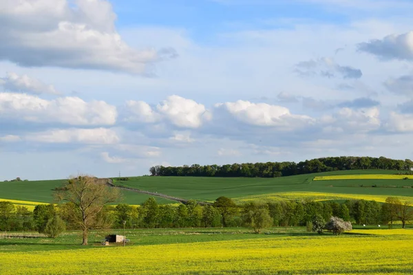 Sarı çiçekleri ve mavi gökyüzü olan güzel yeşil çayır.