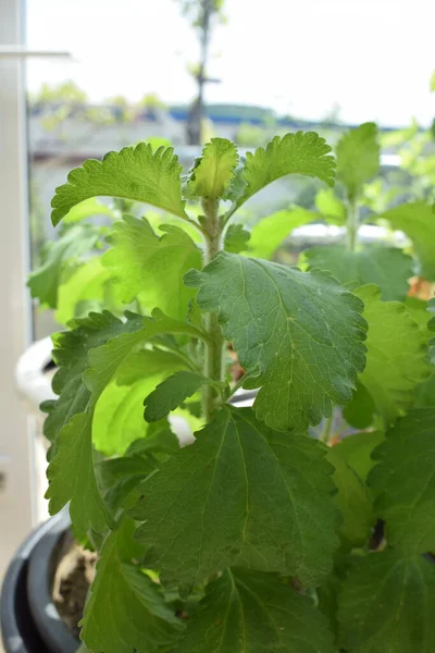 Bahçedeki yeşil bitkiyi kapat.