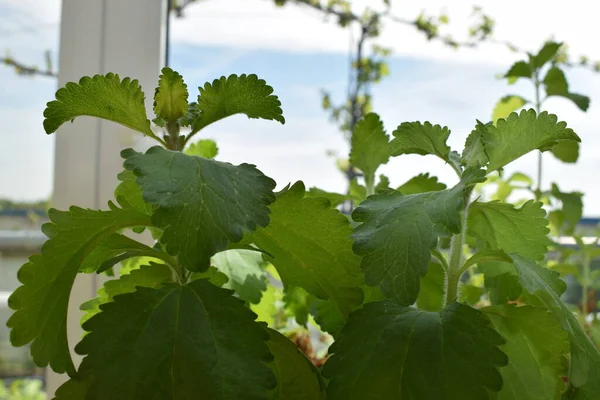 Bahçedeki genç bir bitkinin kapağını kapatın.