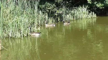 Bataklık gölü kamış kuşağında kazlar