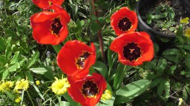 Rüzgar kırmızı lale