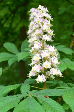 Ağaçtaki beyaz çiçekler