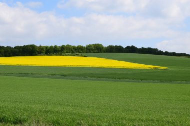 Mavi gökyüzü ile tecavüz tarlası