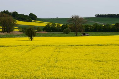 Gündüz vakti Almanya 'da sarı kolza tohumu tarlasının güzel bir görüntüsü.