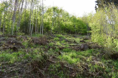 Parktaki güzel yeşil ağaçlar