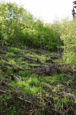 Karpatlar 'da bahar ormanı.