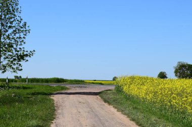 road to the rapeseed field.