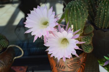 Gecenin kraliçesi kaktüs çiçeği