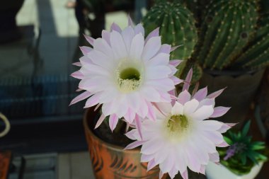 pembe çiçek açan gece çiçeğinin kraliçesi