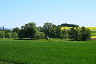 Ağaçları ve yeşil otları olan güzel bir manzara.