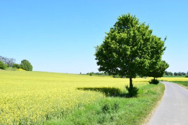Sarı çiçekli güzel bir manzara.